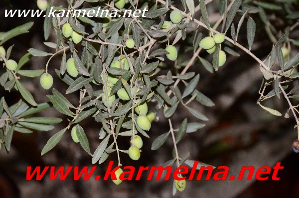 افتتاح المقر الانتخابي لشمس حسون